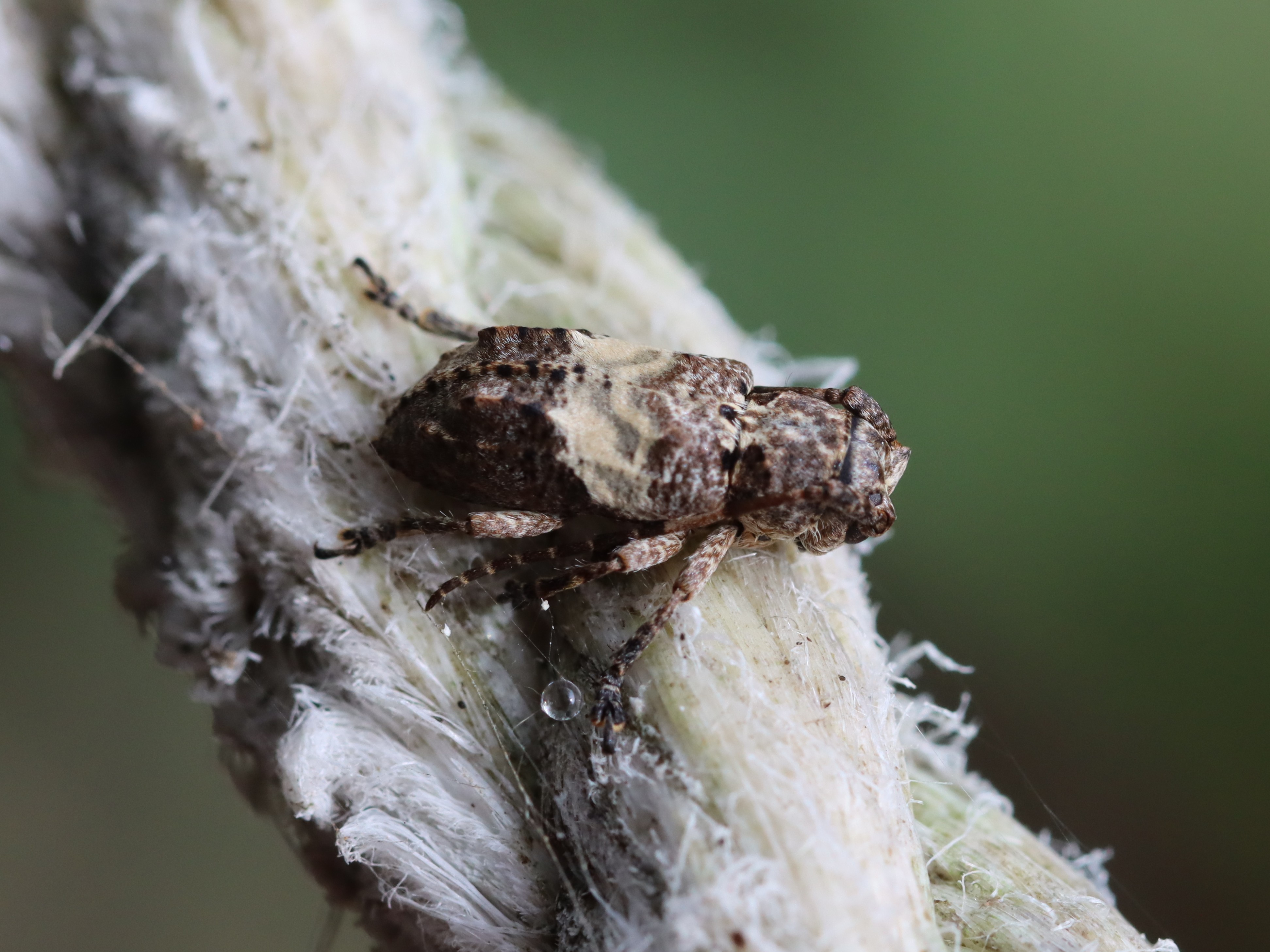 ナカジロサビカミキリ4